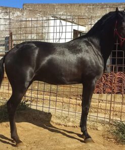 Andalusian Horse | Pure Spanish Horses - Black