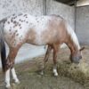 appaloosa horse for sale