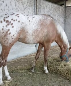 appaloosa horse for sale