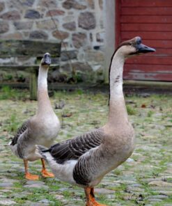 chinese goose for sale