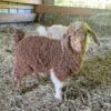 Angora Goat for Sale