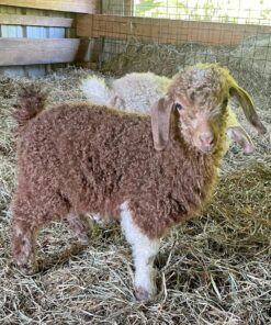 Angora Goat for Sale