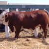Limousin Cattle for Sale