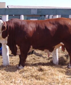 Limousin Cattle for Sale