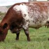 Milking Shorthorn Cattle