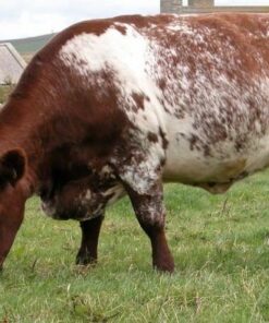 Milking Shorthorn Cattle