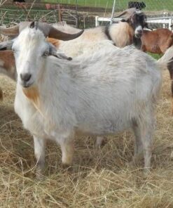 Kiko Goats for Sale