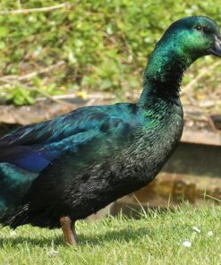 Cayuga Ducks for Sale