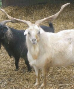 Cashmere Goats for Sale