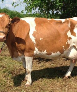 Guernsey Cows For Sale