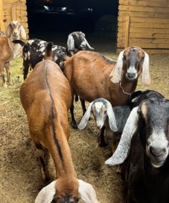 Nubian Goats for Sale