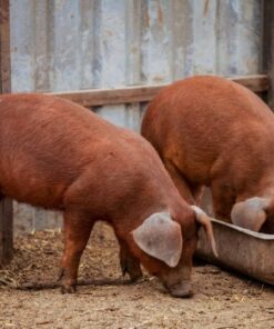 Duroc Pigs for Sale