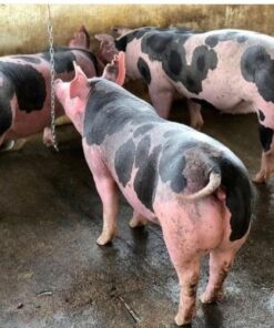 Pietrain Pigs