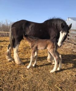 Clydesdale Horse for Sale - Foals