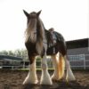 clydesdale horse for sale