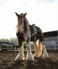 clydesdale horse for sale