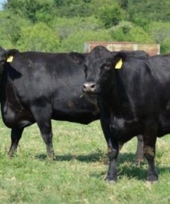 Angus Cattle for Sale