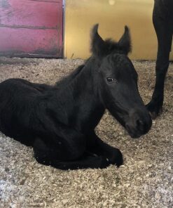Friesian Horse for Sale | Purebred Friesians - Black, Foals