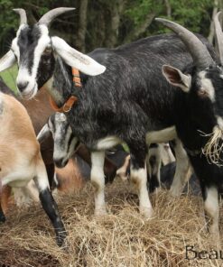 Alpine Goats for Sale