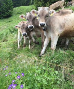 Brown Swiss Cows For Sale