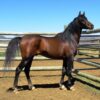 arabian horses for sale​