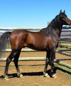 arabian horses for sale​