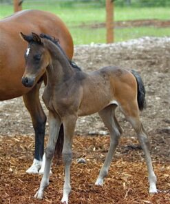 Arabian Horses for Sale - Foals