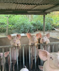 Yorkshire Pigs for Sale