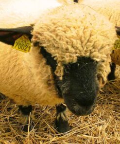 Hampshire Sheep for Sale