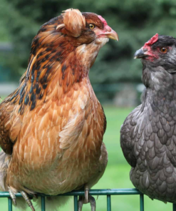 Araucana Chickens for Sale