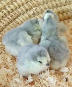 Araucana Chicks for Sale