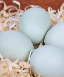 Araucana Hatching Eggs for Sale