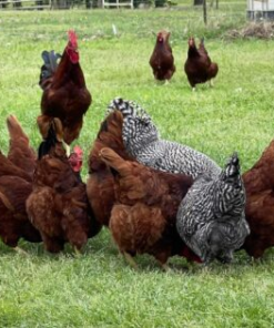 Rhode Island Red Chickens for Sale