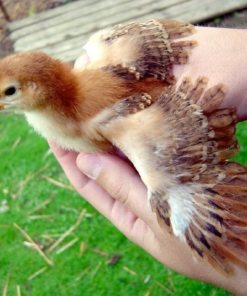 Rhode Island Red Chicks for Sale