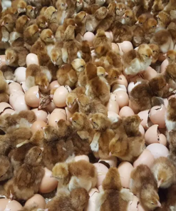 Rhode Island Red Chicken Hatching Eggs