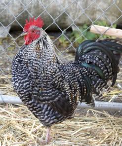 Plymouth Rock Chicken For Sale