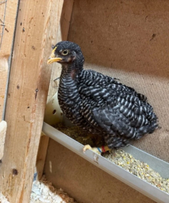 Plymouth Rock Chicks for Sale