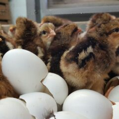 Plymouth Rock Hatching Eggs