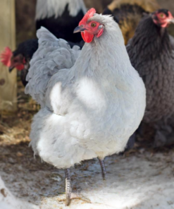 Orpington Chickens for Sale