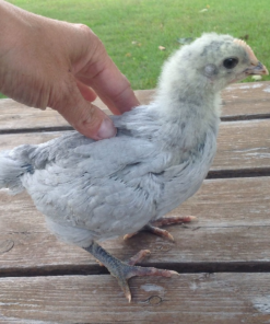 Orpington Chicks for Sale