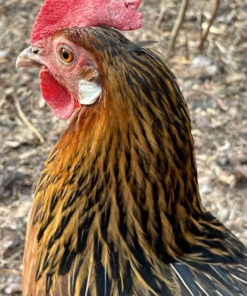 Leghorn Chicken for Sale