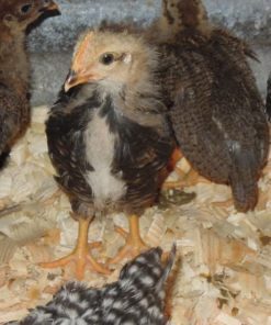 Leghorn Chicks for Sale