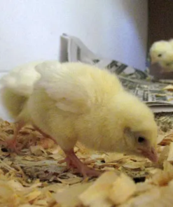 Leghorn Hatching Eggs