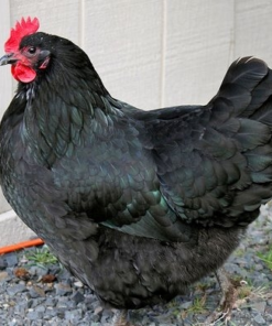 Australorp Chickens for Sale