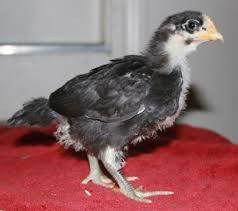 Australorp Chicks for Sale - Pair of Chicks