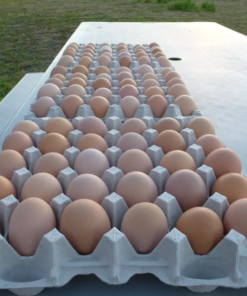 Australorp Hatching Eggs