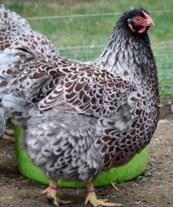 Wyandotte Chicken for Sale