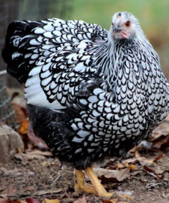 wyandotte chicks for sale