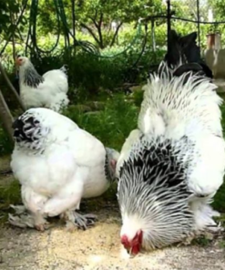 Giant Brahma Chickens for Sale
