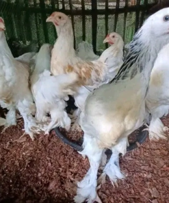 Giant Brahma Baby Chicks for Sale